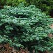 Jedle líbezná 'Spreading Star' - Abies amabilis 'Spreading Star'