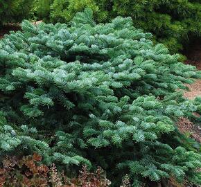 Jedle líbezná 'Spreading Star'