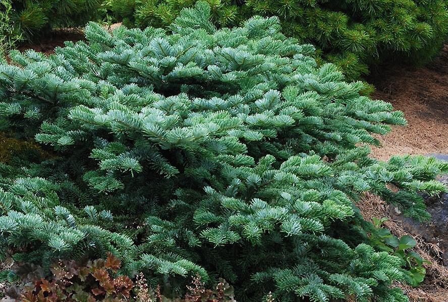 Jedle líbezná 'Spreading Star' - Abies amabilis 'Spreading Star'