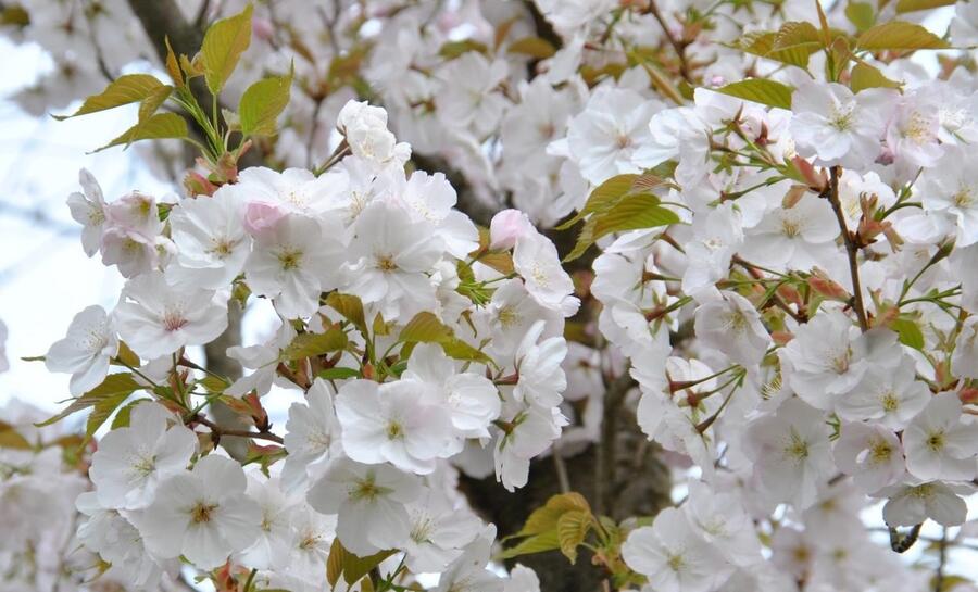 Višeň pilovitá 'Sunset Boulevard' - Prunus serrulata 'Sunset Boulevard'