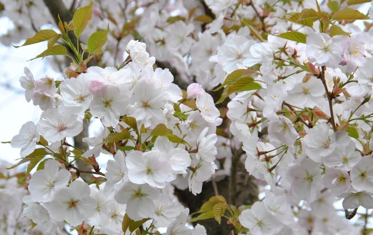Višeň pilovitá, sakura 'Sunset Boulevard' - Prunus serrulata 'Sunset Boulevard'