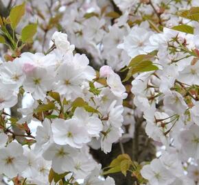 Višeň pilovitá 'Sunset Boulevard' - Prunus serrulata 'Sunset Boulevard'