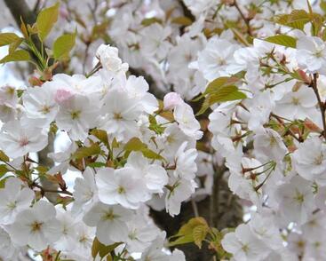 Višeň pilovitá, sakura 'Sunset Boulevard'