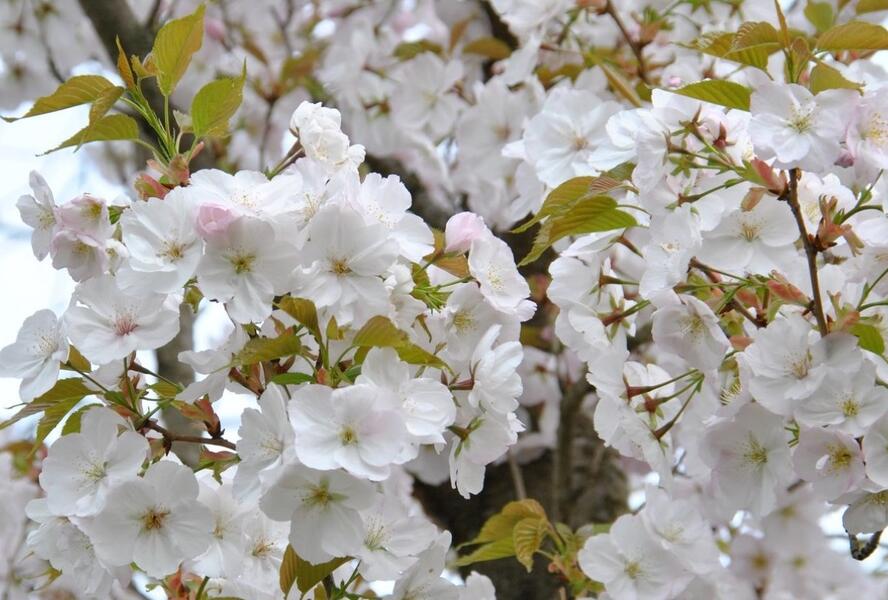 Višeň pilovitá, sakura 'Sunset Boulevard' - Prunus serrulata 'Sunset Boulevard'