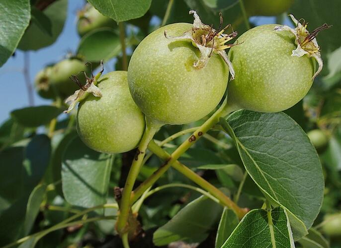 Hrušeň polnička - Pyrus pyraster