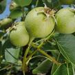 Hrušeň polnička - Pyrus pyraster