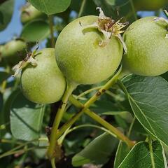 Hrušeň polnička - Pyrus pyraster