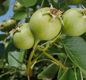 Hrušeň polnička - Pyrus pyraster