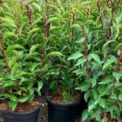Bobkovišeň portugalská - Prunus lusitanica
