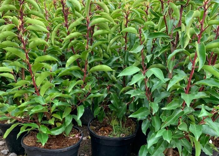 Bobkovišeň portugalská - Prunus lusitanica