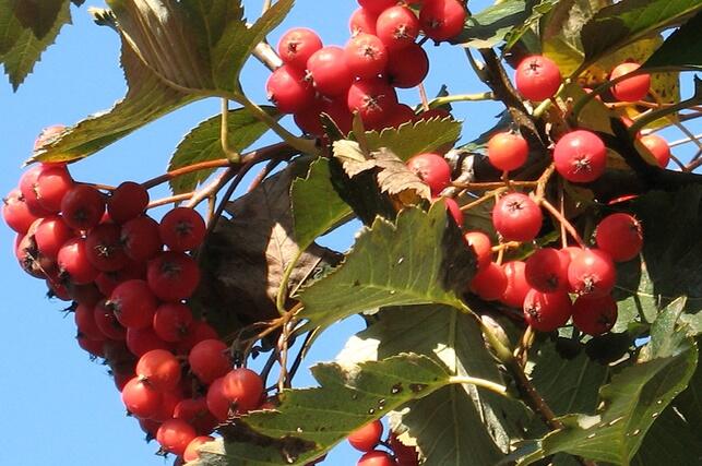 Jeřáb zvrhlý 'Gibbsii' - Sorbus hybrida 'Gibbsii'