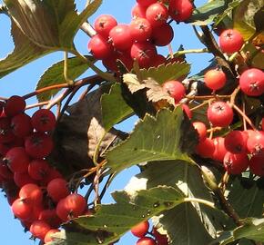 Jeřáb zvrhlý 'Gibbsii'