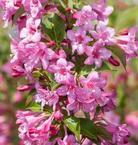 Vajgélie květnatá 'Stelznieri' - Weigela florida 'Stelznieri'