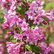 Vajgélie květnatá 'Stelznieri' - Weigela florida 'Stelznieri'