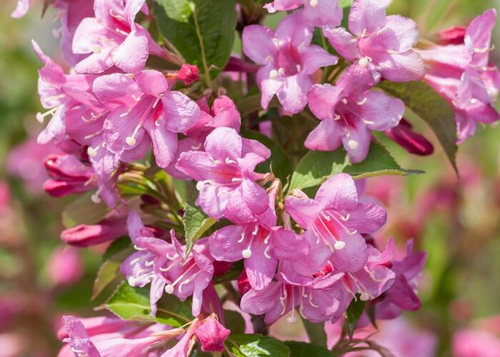 Vajgélie 'Stelznieri' - Weigela 'Stelznieri'