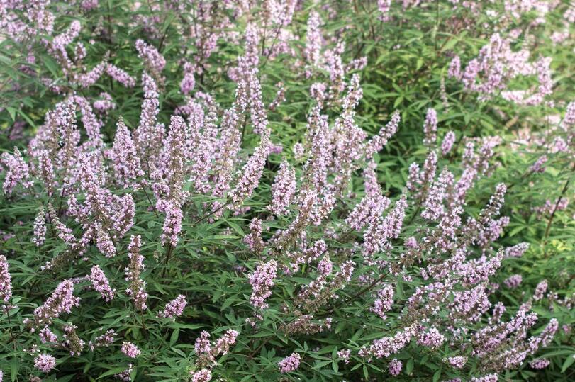 Drmek obecný 'Pink Pinnacle' - Vitex agnus castus 'Pink Pinnacle'