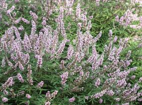 Drmek obecný 'Pink Pinnacle' - Vitex agnus castus 'Pink Pinnacle'