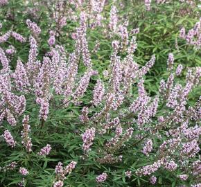 Drmek obecný 'Pink Pinnacle' - Vitex agnus castus 'Pink Pinnacle'