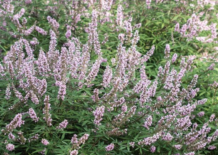 Drnek obecný 'Pink Pinnacle' - Vitex agnus castus 'Pink Pinnacle'