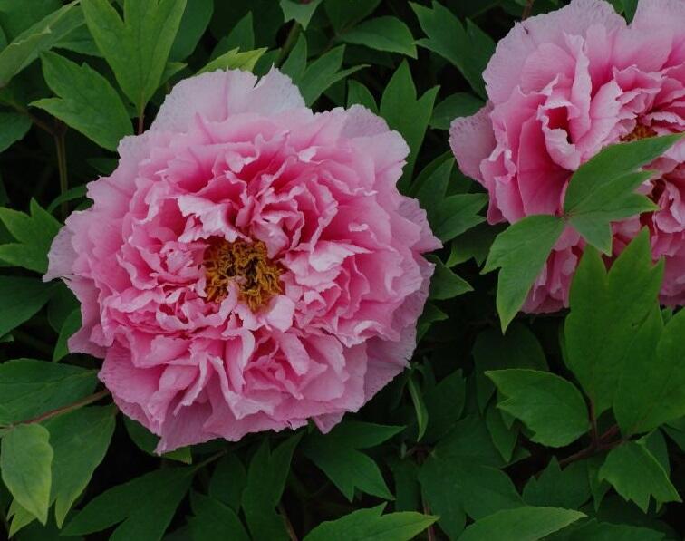 Pivoňka dřevitá 'Yin Hong Qiao dui' - Paeonia suffruticosa 'Yin Hong Qiao dui'