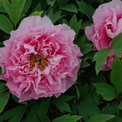 Pivoňka dřevitá 'Yin Hong Qiao dui' - Paeonia suffruticosa 'Yin Hong Qiao dui'