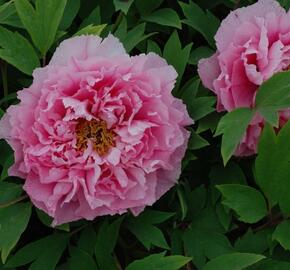 Pivoňka dřevitá 'Yin Hong Qiao dui' - Paeonia suffruticosa 'Yin Hong Qiao dui'