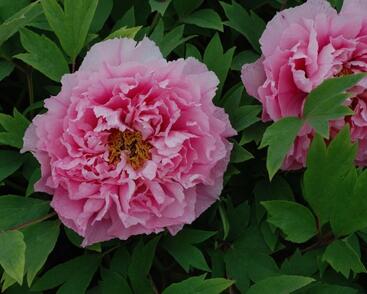 Pivoňka dřevitá 'Yin Hong Qiao dui'