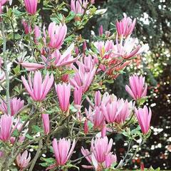 Šácholan 'Judy' - Magnolia 'Judy'