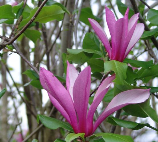 Šácholan 'Orchid' - Magnolia 'Orchid'