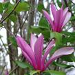 Šácholan 'Orchid' - Magnolia 'Orchid'