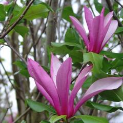 Šácholan 'Orchid' - Magnolia 'Orchid'
