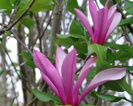 Šácholan 'Orchid'