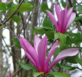 Šácholan 'Orchid' - Magnolia 'Orchid'