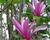 Šácholan 'Orchid'