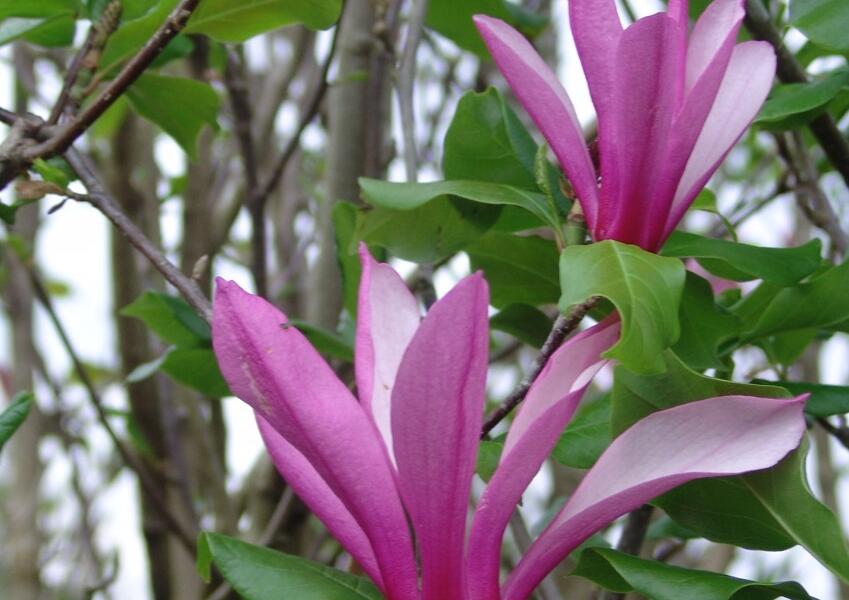 Šácholan 'Orchid' - Magnolia 'Orchid'