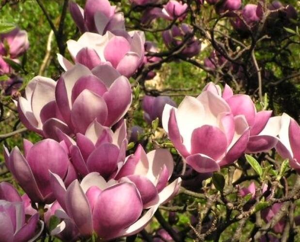 Šácholan 'Pinkie' - Magnolia 'Pinkie'