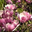 Šácholan 'Pinkie' - Magnolia 'Pinkie'