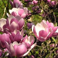 Šácholan 'Pinkie' - Magnolia 'Pinkie'