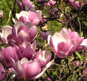 Šácholan 'Pinkie' - Magnolia 'Pinkie'