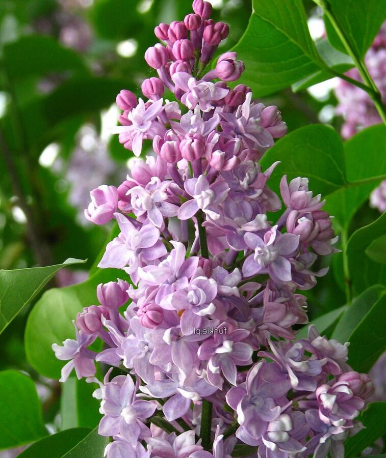 Šeřík obecný 'Pamiec Wawilowie' - Syringa vulgaris 'Pamiec Wawilowie'