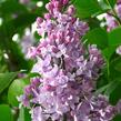 Šeřík obecný 'Pamiec Wawilowie' - Syringa vulgaris 'Pamiec Wawilowie'