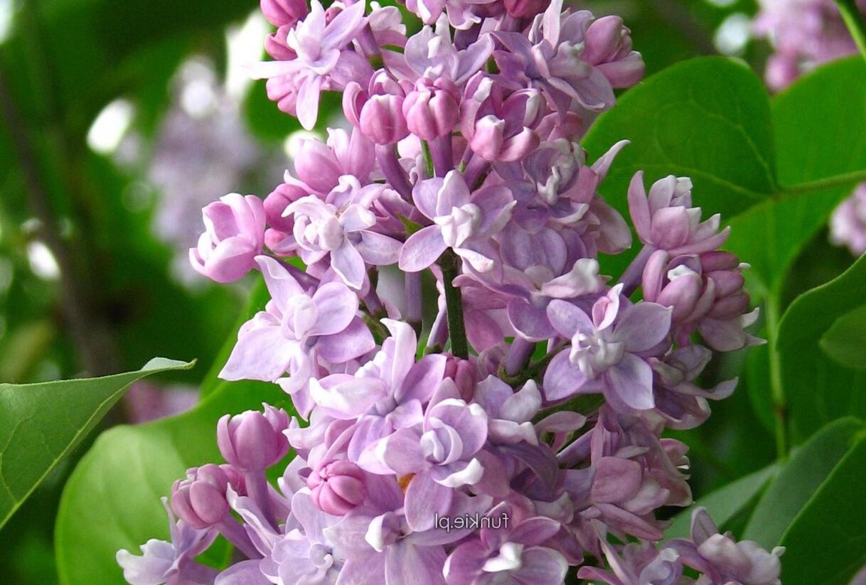 Šeřík obecný 'Pamiec Wawilowie' - Syringa vulgaris 'Pamiec Wawilowie'