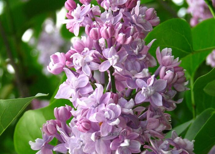 Šeřík obecný 'Pamiec Wawilowie' - Syringa vulgaris 'Pamiec Wawilowie'
