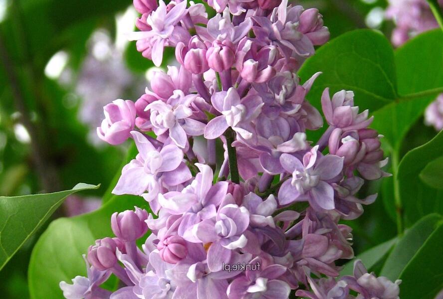 Šeřík obecný 'Pamiec Wawilowie' - Syringa vulgaris 'Pamiec Wawilowie'