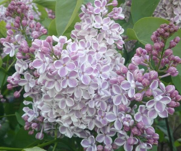 Šeřík obecný 'Lila Wonder' - Syringa vulgaris 'Lila Wonder'