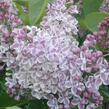 Šeřík obecný 'Lila Wonder' - Syringa vulgaris 'Lila Wonder'