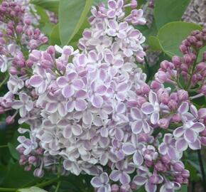 Šeřík obecný 'Lila Wonder' - Syringa vulgaris 'Lila Wonder'