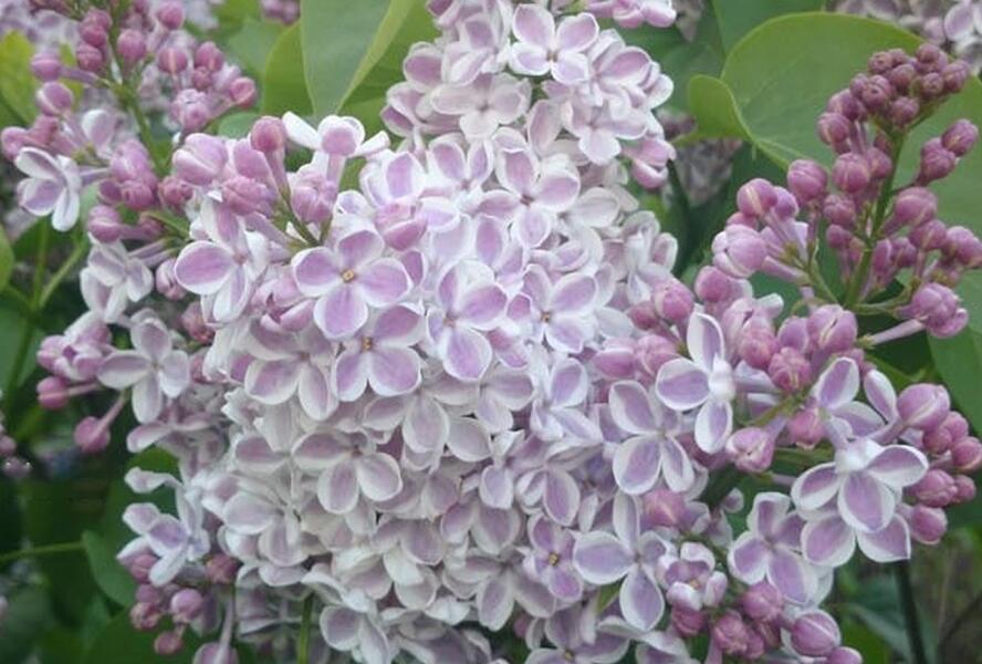 Šeřík obecný 'Lila Wonder' - Syringa vulgaris 'Lila Wonder'