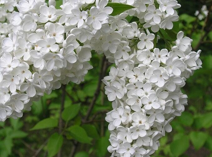 Šeřík obecný 'Lebioduszka' - Syringa vulgaris 'Lebioduszka'