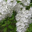 Šeřík obecný 'Lebioduszka' - Syringa vulgaris 'Lebioduszka'